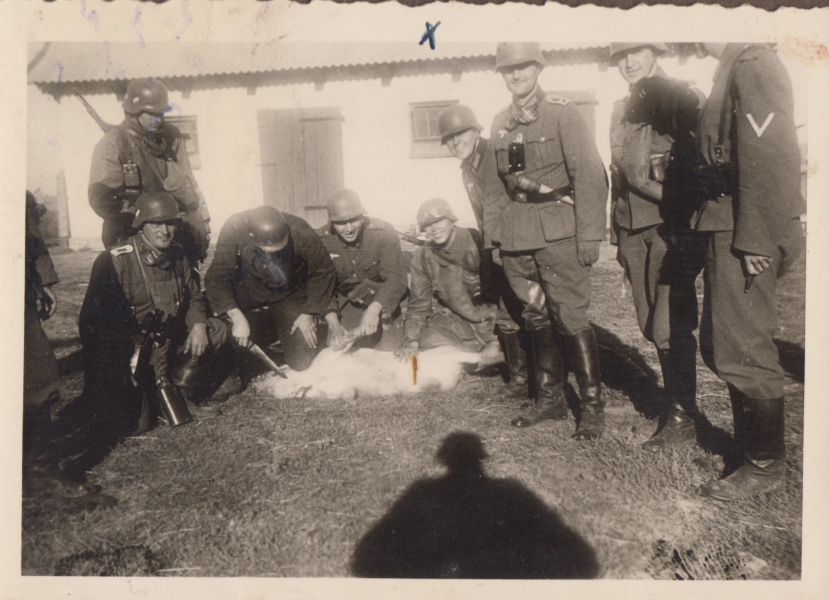 Zarzynanie świni przez niemieckich żołnierzy, wrzesień 1939 r. (MWB/D/5564)